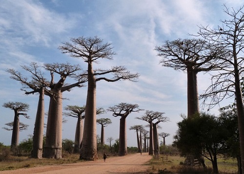 Đảo Madagascar: Hơn 80% các loài động vật và thực vật ở Madagascar không thể được tìm thấy ở bất cứ nơi nào khác trên trái đất. Tuy nhiên với tốc độ phá rừng làm ruộng hiện nay của người dân thì chỉ khoảng 35 năm nữa toàn bộ diện tích rừng ở quốc đảo này sẽ biến mất, mang theo hệ sinh vật có một không hai trên trái đất này.